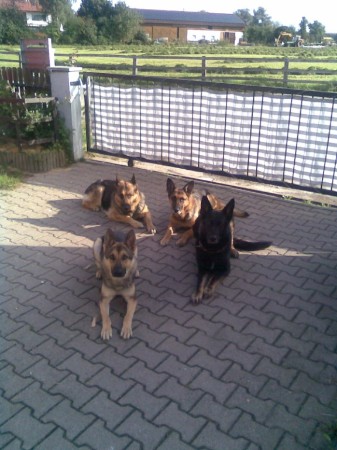 Aika, Demio und Bella,Annie